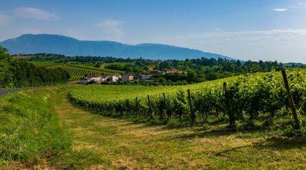 Colline del Prosecco