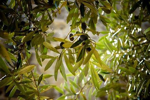 OLIVETI APERTI A MASER E MOSTRE DEI VINI DEL MONTELLO E DEI  COLLI ASOLANI