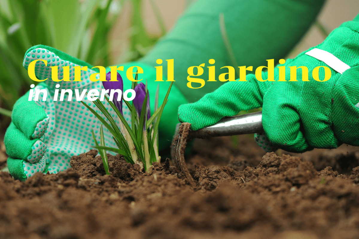 Curare il giardino in inverno: una guida completa per un’oasi verde tutto l’anno