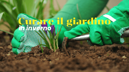 Curare il giardino in inverno: una guida completa per un’oasi verde tutto l’anno