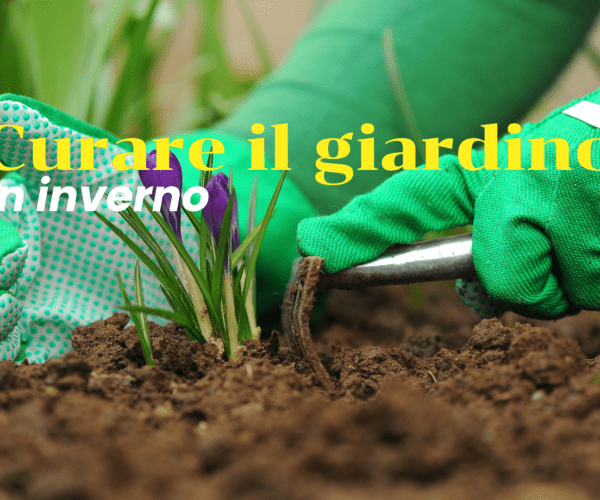 Curare il giardino in inverno: una guida completa per un’oasi verde tutto l’anno