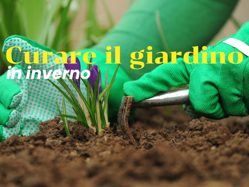 Curare il giardino in inverno: una guida completa per un’oasi verde tutto l’anno