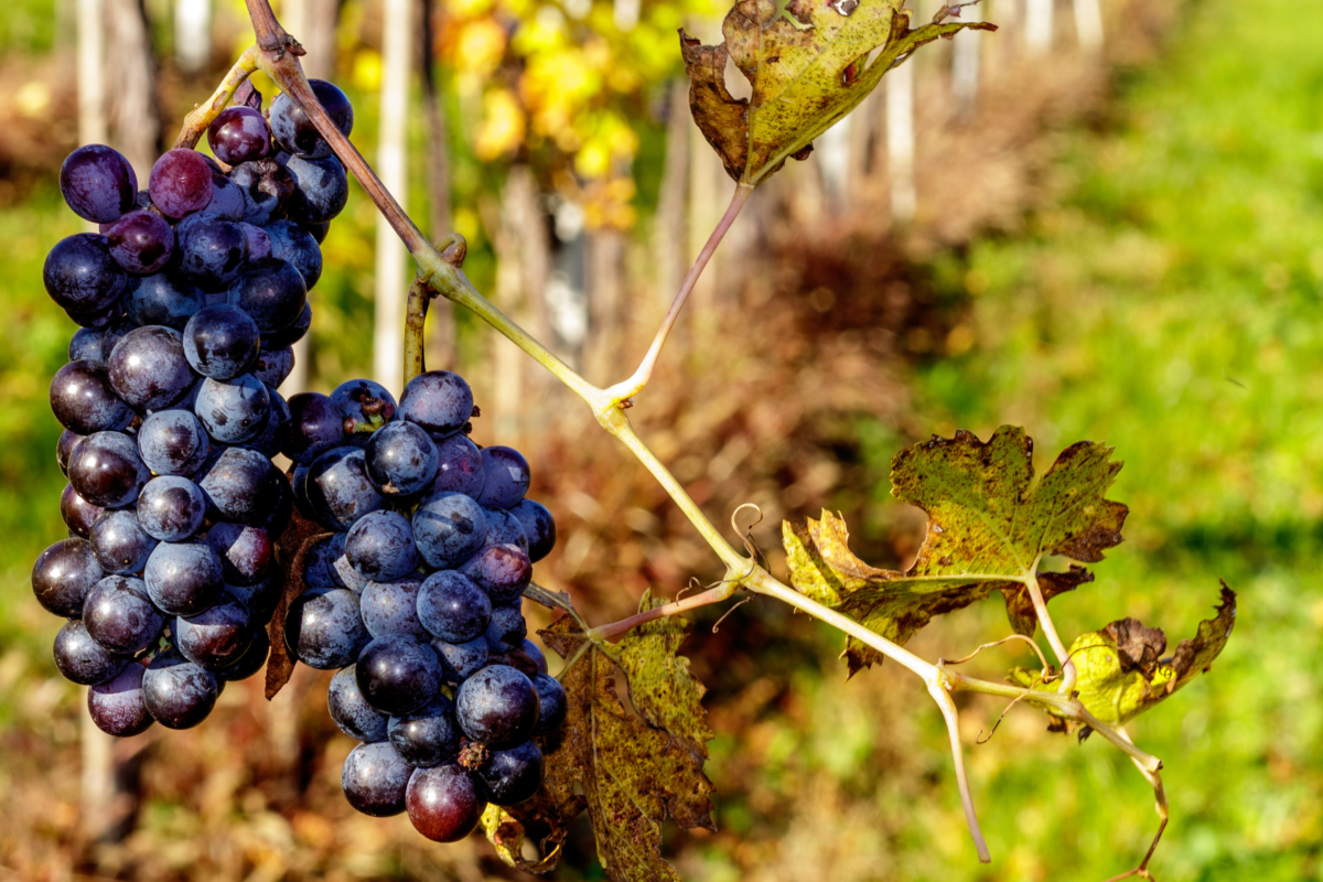 Strade del vino monti Lessini e Valpolicella